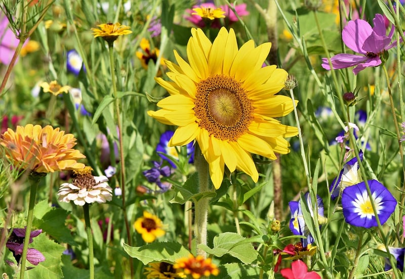 Cottage Garden Charm