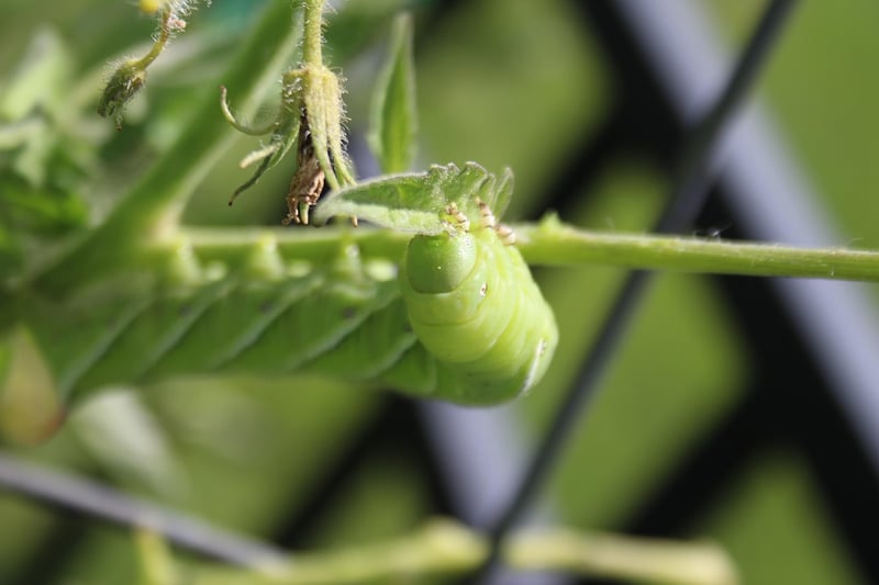 Tomato Hornworm