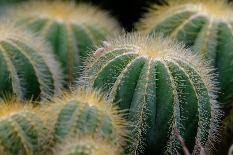 Succulent Sensation